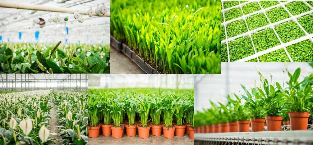 Impressie van Kwekerij de Groot in het Noord-Brabantse dorp Prinsenbeek